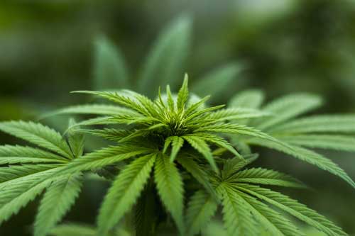 Medizinisches Cannabis und Legalisierung zum freien Konsum